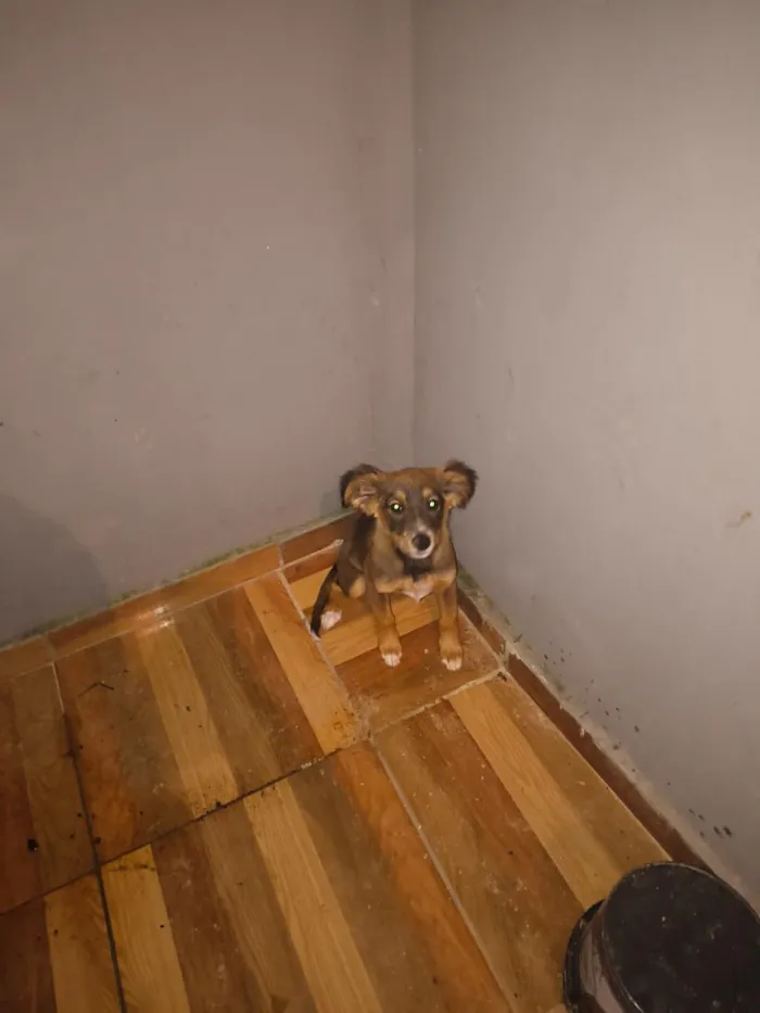 Cachorro raça SRD-ViraLata idade 2 a 6 meses nome Amora