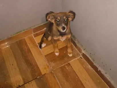 Cachorro raça SRD-ViraLata idade 2 a 6 meses nome Amora