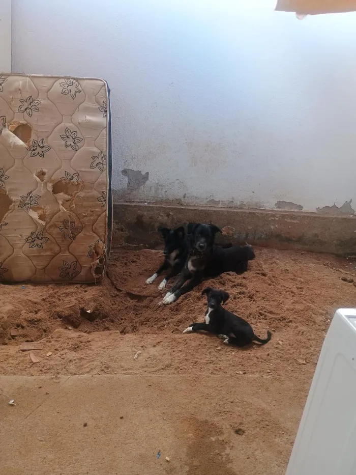 Cachorro raça SRD-ViraLata idade 2 a 6 meses nome Salomé 