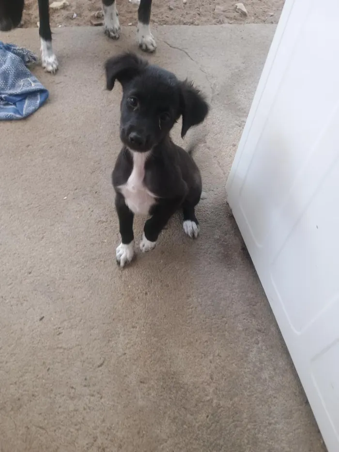 Cachorro raça SRD-ViraLata idade 2 a 6 meses nome Salomé 