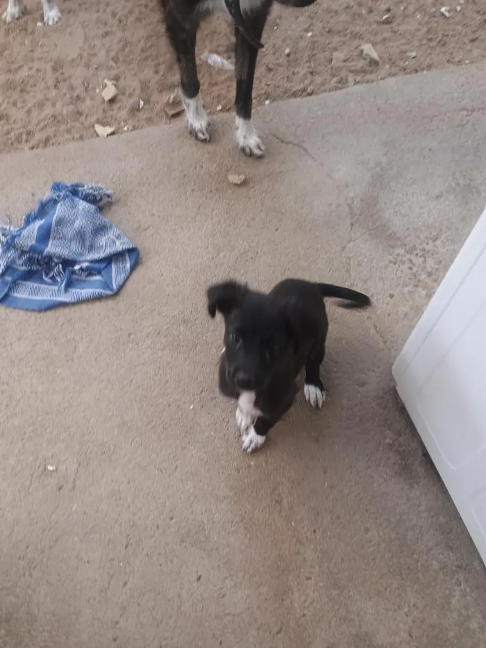 Cachorro raça SRD-ViraLata idade 2 a 6 meses nome Salomé 