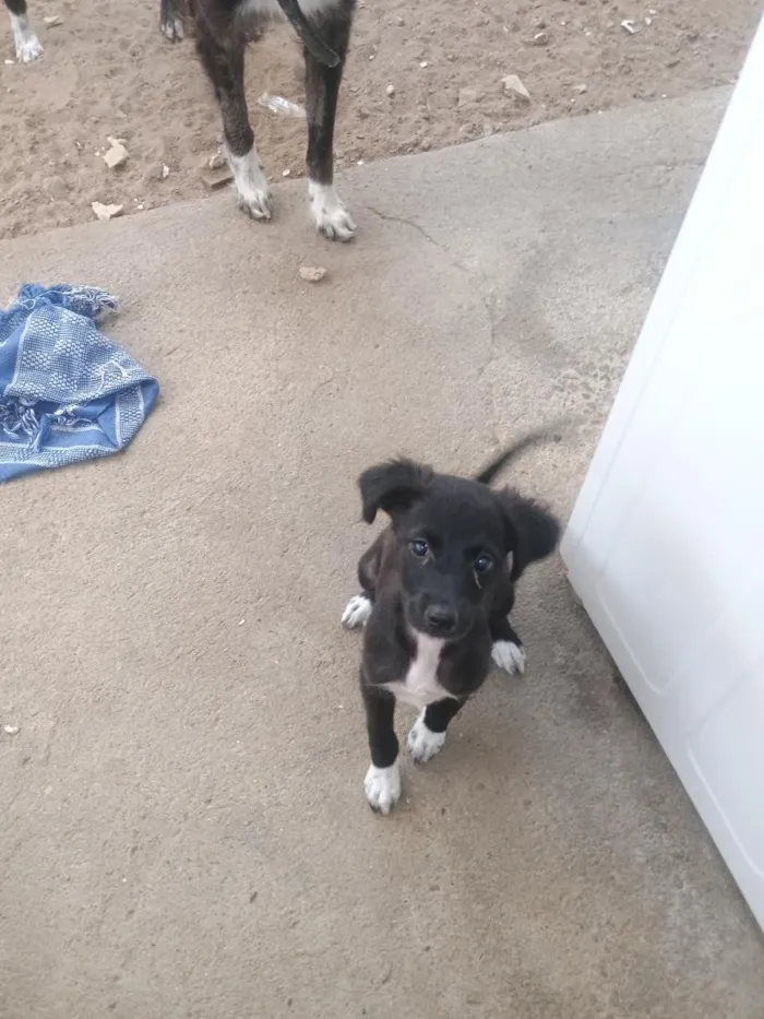 Cachorro raça SRD-ViraLata idade 2 a 6 meses nome Salomé 