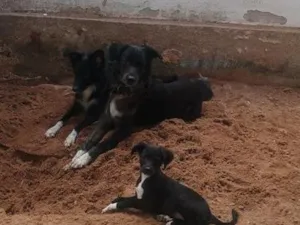 Cachorro raça SRD-ViraLata idade 2 a 6 meses nome Salomé 