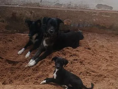 Cachorro raça SRD-ViraLata idade 2 a 6 meses nome Salomé 