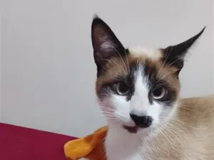 Gato raça Siamês idade 1 ano nome pow