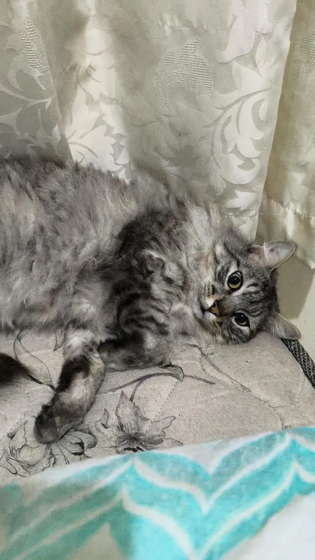 Gato raça SRD-ViraLata idade 2 anos nome Romeu