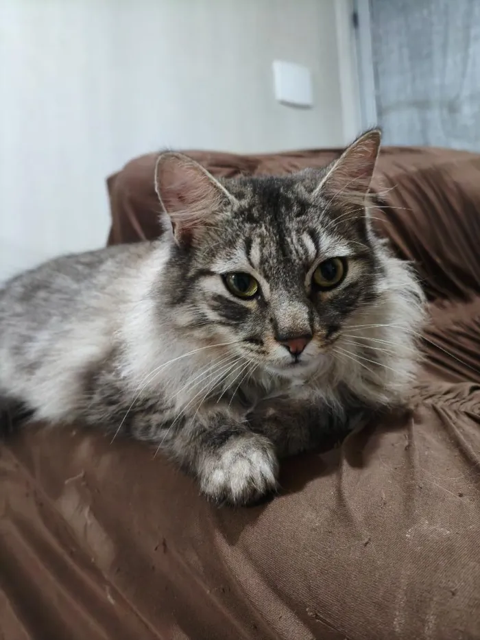 Gato raça SRD-ViraLata idade 2 anos nome Romeu