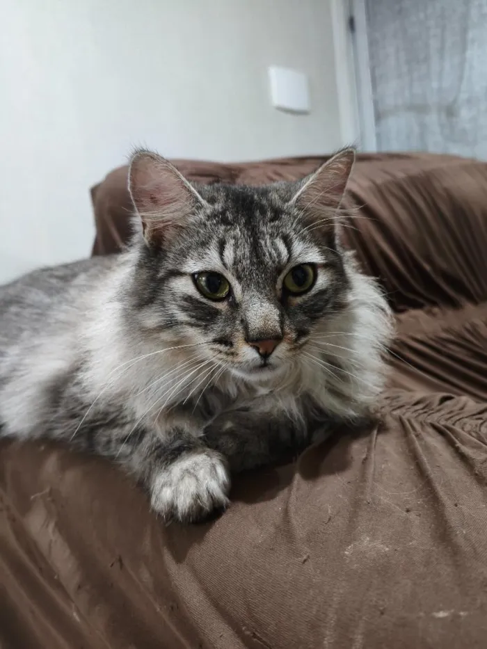 Gato raça SRD-ViraLata idade 2 anos nome Romeu