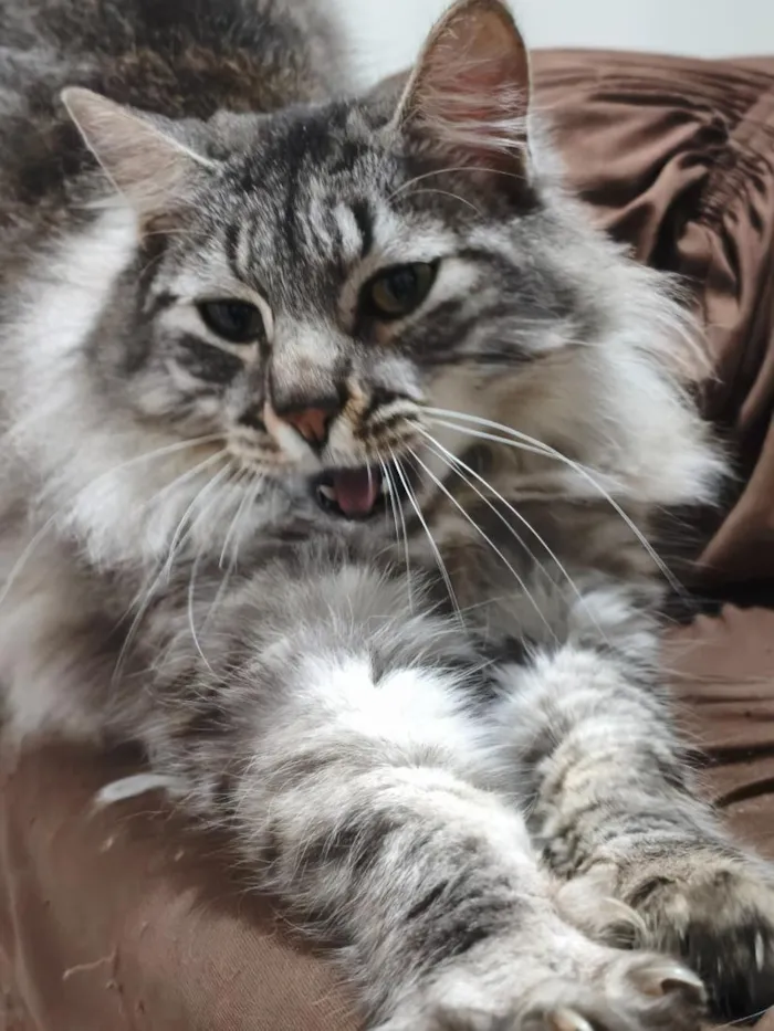 Gato raça SRD-ViraLata idade 2 anos nome Romeu