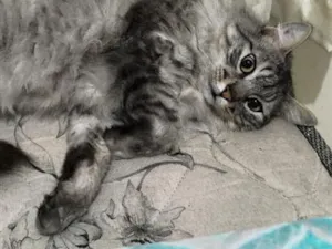 Gato raça SRD-ViraLata idade 2 anos nome Romeu