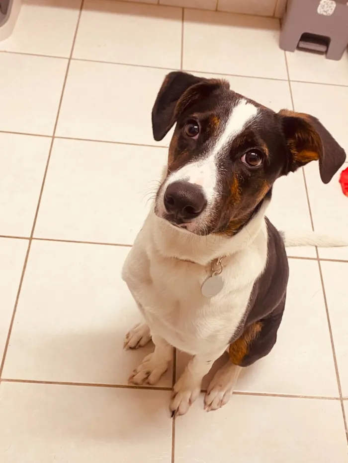 Cachorro raça SRD-ViraLata idade 7 a 11 meses nome Thor