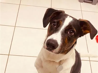 Cachorro raça SRD-ViraLata idade 7 a 11 meses nome Thor
