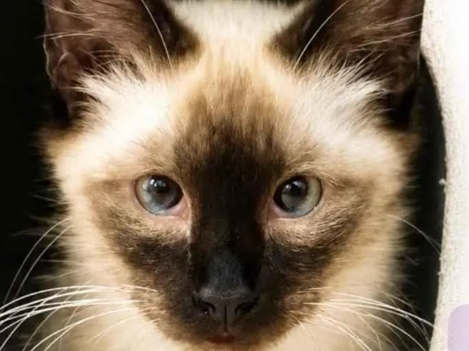 Gato raça Siamês idade 2 a 6 meses nome Antony 