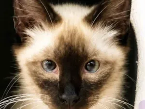 Gato raça Siamês idade 2 a 6 meses nome Antony 