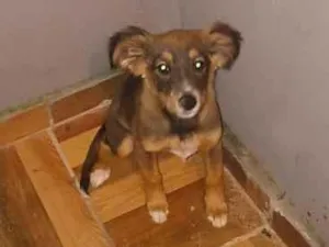 Cachorro raça SRD-ViraLata idade 2 a 6 meses nome Amora