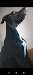 Bob