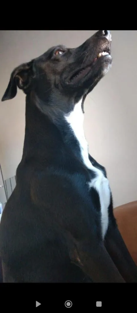 Cachorro raça SRD-ViraLata idade 6 ou mais anos nome Bob