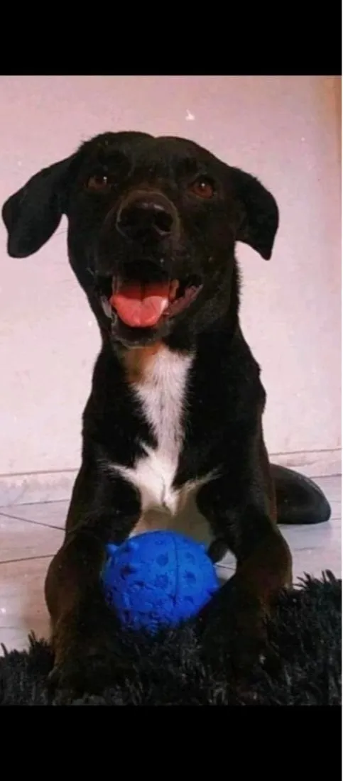 Cachorro raça SRD-ViraLata idade 6 ou mais anos nome Bob