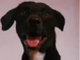 Bob