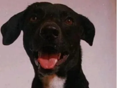 Cachorro raça SRD-ViraLata idade 6 ou mais anos nome Bob