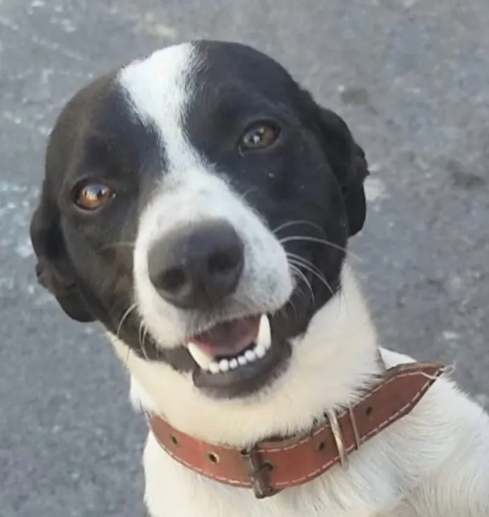 Cachorro raça SRD-ViraLata idade 1 ano nome Loop