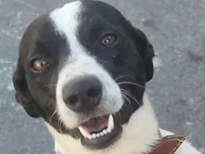 Cachorro raça SRD-ViraLata idade 1 ano nome Loop