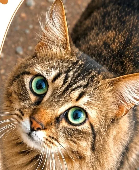 Gato raça SRD-ViraLata idade 2 anos nome Chico