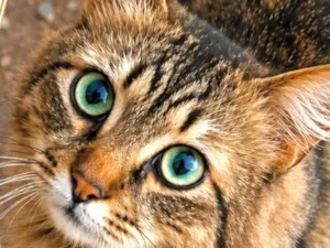 Gato raça SRD-ViraLata idade 2 anos nome Chico