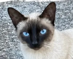 Gato raça Siamês idade 7 a 11 meses nome Rick