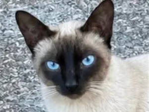 Gato raça Siamês idade 7 a 11 meses nome Rick