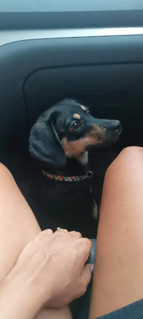 Cachorro raça SRD-ViraLata idade 2 anos nome Fiona