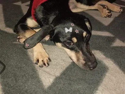 Cachorro raça SRD-ViraLata idade 2 anos nome Fiona