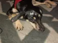 Fiona