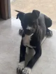 Gigi 