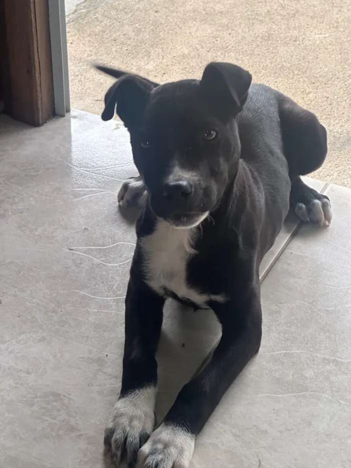 Cachorro raça SRD-ViraLata idade 2 a 6 meses nome Gigi 
