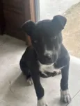 Gigi 