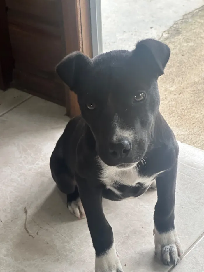 Cachorro raça SRD-ViraLata idade 2 a 6 meses nome Gigi 