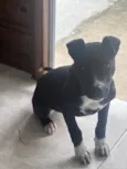 Gigi 