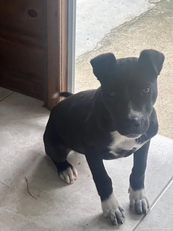 Cachorro raça SRD-ViraLata idade 2 a 6 meses nome Gigi 