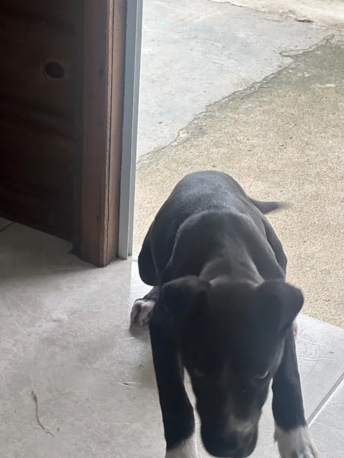 Cachorro raça SRD-ViraLata idade 2 a 6 meses nome Gigi 