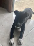 Gigi 