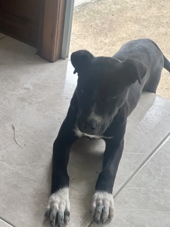 Cachorro raça SRD-ViraLata idade 2 a 6 meses nome Gigi 