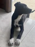 Gigi 