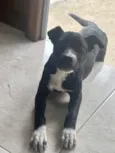 Gigi 