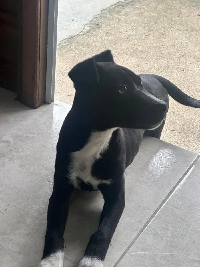 Cachorro raça SRD-ViraLata idade 2 a 6 meses nome Gigi 