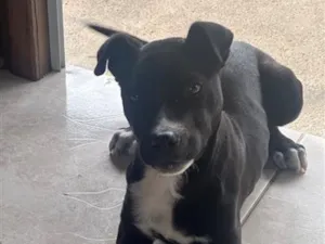 Cachorro raça SRD-ViraLata idade 2 a 6 meses nome Gigi 