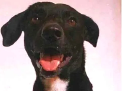 Cachorro raça SRD-ViraLata idade 6 ou mais anos nome Bob
