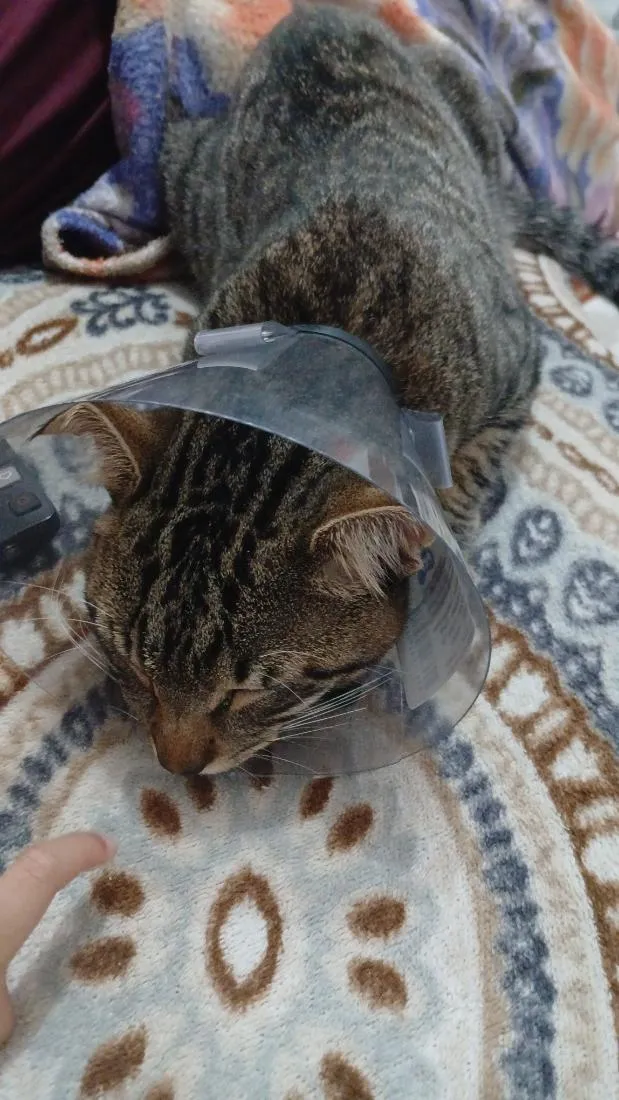 Gato raça SRD-ViraLata idade 7 a 11 meses nome Romeu 