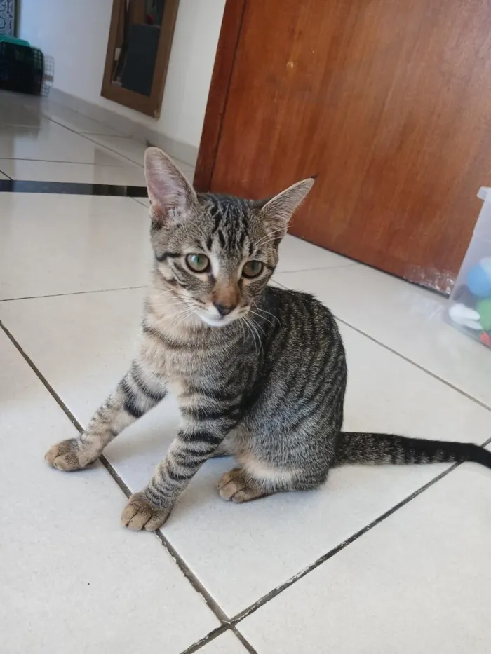 Gato raça SRD-ViraLata idade 7 a 11 meses nome Romeu 