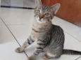 Romeu 